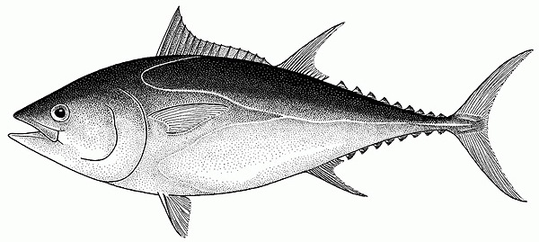 This FAO image is for Thunnus thynnus (Atlantic bluefin tuna), a species that is difficult to distinguish from T. orientalis by external features alone.